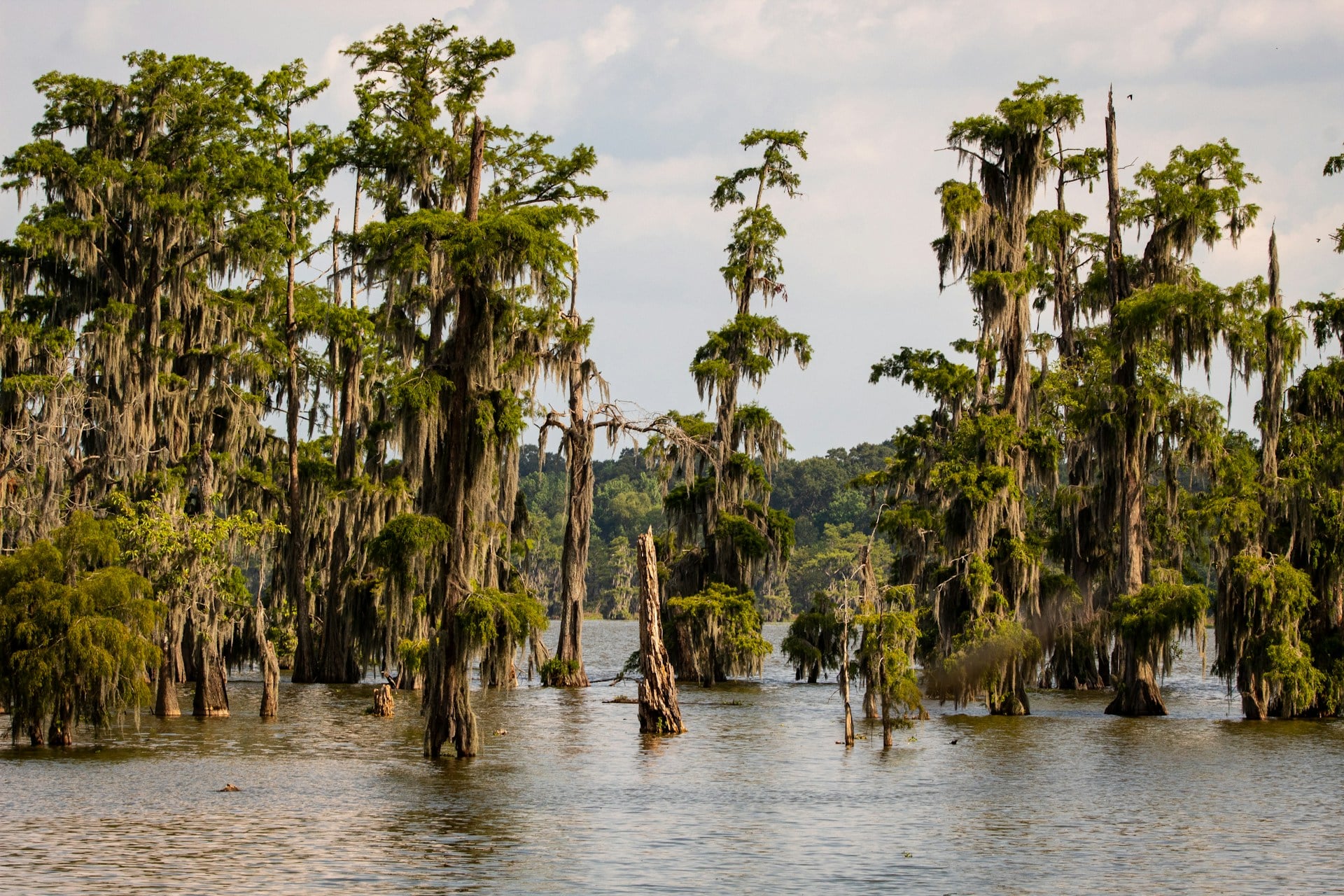 Cypress trees at Lake Martin near Lafayette, Louisiana